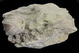 Wholesale Lot of Blastoid Fossils On Shale - Pieces #78035-4